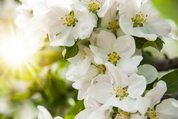 Весняні яблуні і квіти в яскравому сонячному світлі — стокове фото