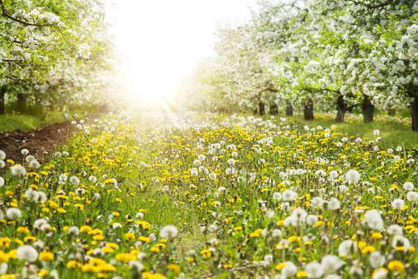 Manzanos de primavera y flores a la luz del sol —  Fotos de Stock