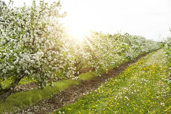 Весняні яблуні і квіти в яскравому сонячному світлі — стокове фото