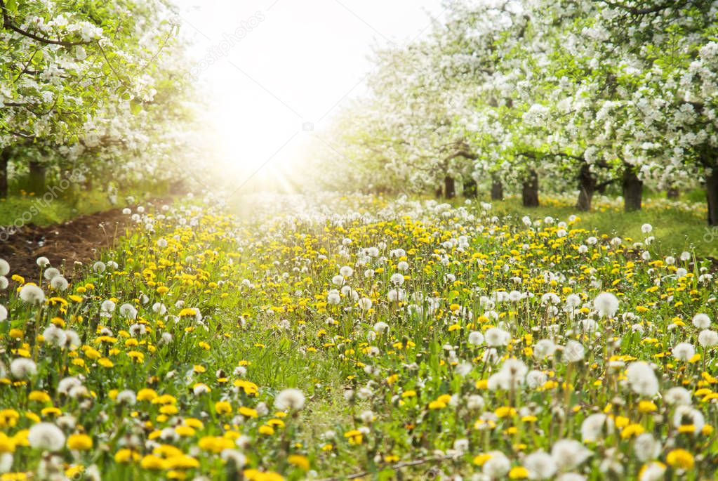 Spring apple trees and flowers in bright sunlight