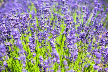 Gün ışığında lavanta çiçekleri