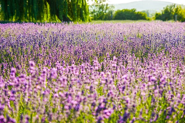 Lavender flowers in the sunlight — Stock Photo, Image