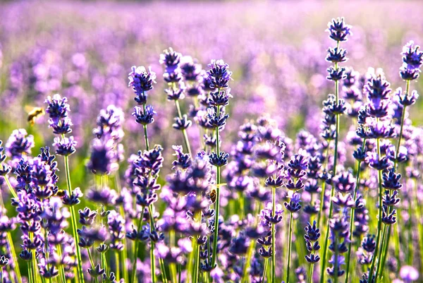 Flores de lavanda a la luz del sol — Foto de Stock