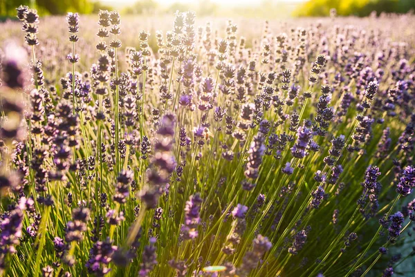 Flores de lavanda a la luz del sol — Foto de Stock