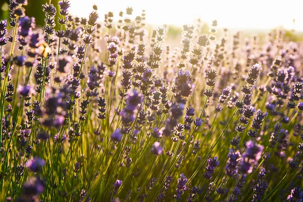 阳光下的薰衣草花 — 图库照片