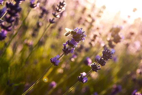 太陽の下でラベンダーの花を — ストック写真