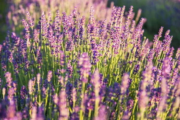 Flores de lavanda a la luz del sol — Foto de Stock