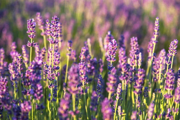 Flores de lavanda a la luz del sol — Foto de Stock