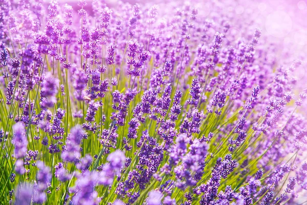 Lavender flowers in the sunlight — Stock Photo, Image