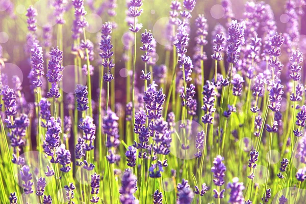 Lavender flowers in the sunlight — Stock Photo, Image