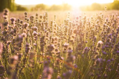 Gün ışığında lavanta çiçekleri