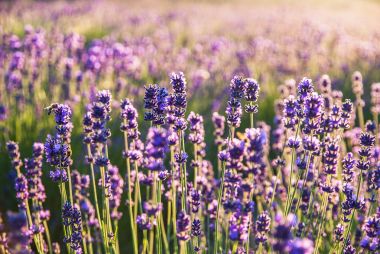 Gün ışığında lavanta çiçekleri