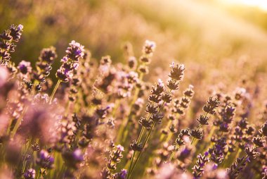 Gün ışığında lavanta çiçekleri