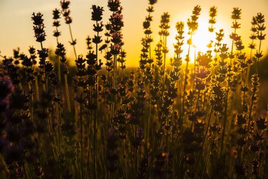 Gün ışığında lavanta çiçekleri