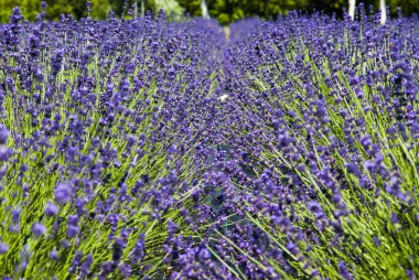 Gün ışığında lavanta çiçekleri