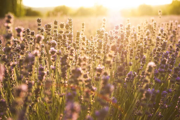 Gün ışığında lavanta çiçekleri