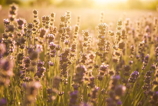 Flores de lavanda a la luz del sol — Foto de Stock