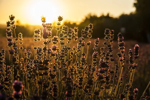 Квіти лаванди на сонці — стокове фото
