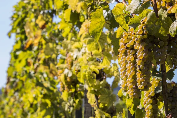 Szőlőültetvények, napsütéses őszi betakarítás — Stock Fotó