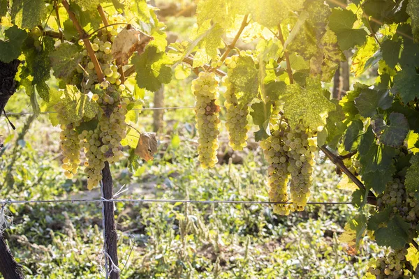 Vineyards in sunny autumn harvest — Stock Photo, Image