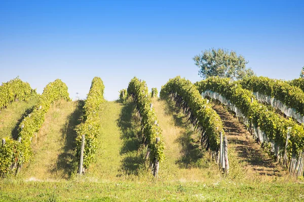 Vineyards in sunny autumn harvest — Stock Photo, Image