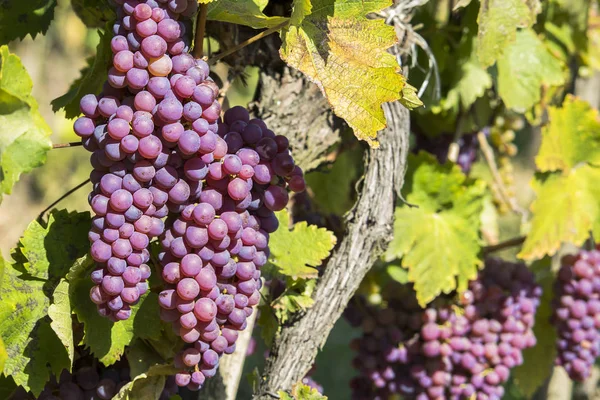 Viñedos en la soleada cosecha otoñal — Foto de Stock