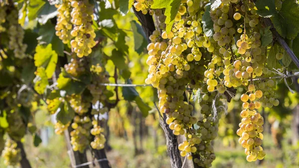 Viñedos en la soleada cosecha otoñal — Foto de Stock