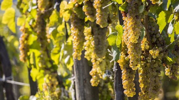 Viñedos en la soleada cosecha otoñal — Foto de Stock