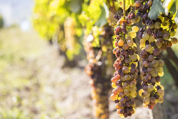 Podridão nobre de uma uva de vinho, uvas botrytised — Fotografia de Stock