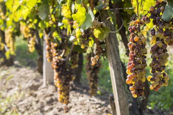 Podredumbre noble de una uva de vino, uvas botrytised —  Fotos de Stock