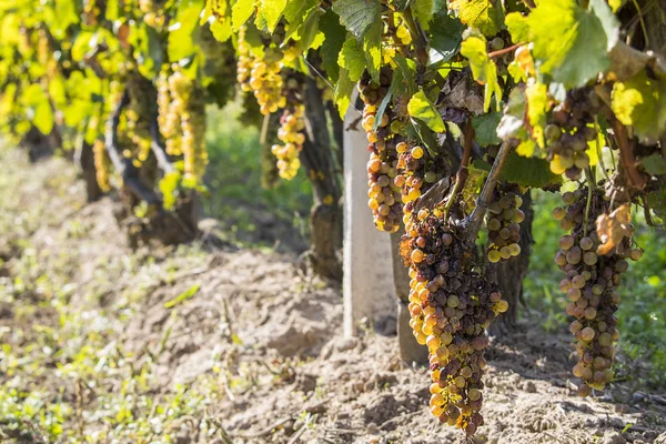 Podredumbre noble de una uva de vino, uvas botrytised — Foto de Stock