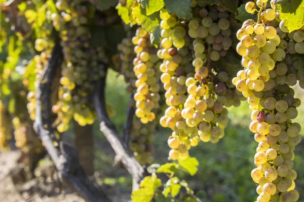 Виноградники в сонячно осінньому врожаї — стокове фото