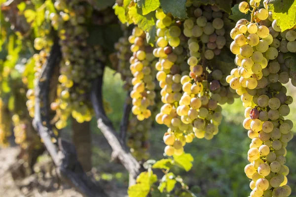 Viñedos en la soleada cosecha otoñal — Foto de Stock