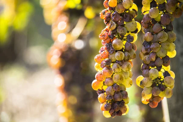 Marciume nobile di un'uva da vino, chicchi d'uva botritizzati — Foto Stock