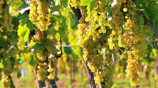 Weinberge bei sonniger Herbsternte — Stockvideo