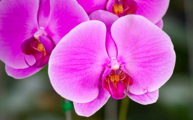 Kadar pembe güzel Phalaenopsis orkide Bahçe, Asya, Tayland kış döneminde kapalı