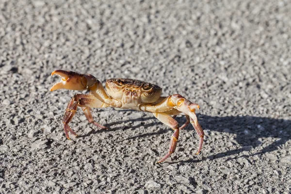 Cangrejo en la carretera — Foto de Stock