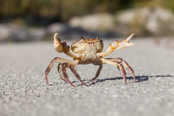 Kleine krab op weg Stockfoto