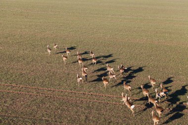 Sahada çalışan geyik 