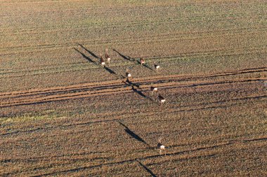 Sahada çalışan geyik 
