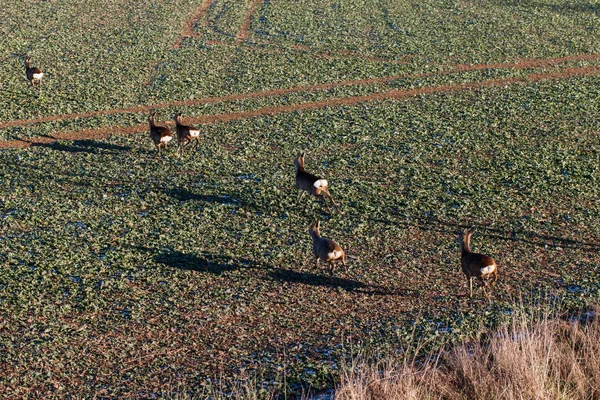 Reh läuft auf Feld — Stockfoto