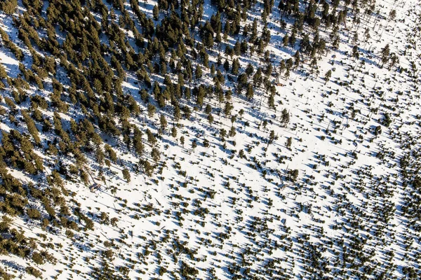 Winterwald im Sonnenlicht — Stockfoto