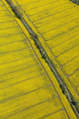 Sarı hasat alanları