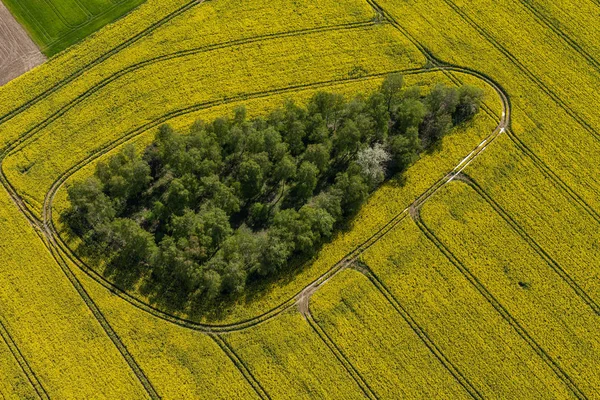 Grön skörd fält — Stockfoto