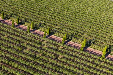 yaban mersini meyve bahçesinde Polonya