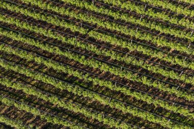 yaban mersini meyve bahçesinde Polonya