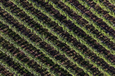 yaban mersini meyve bahçesinde Polonya