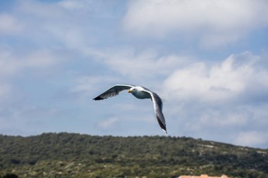 Martı uçuş gün