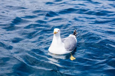 Denizin üzerinde şirin martı