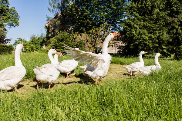White geese in park — Stock Photo, Image